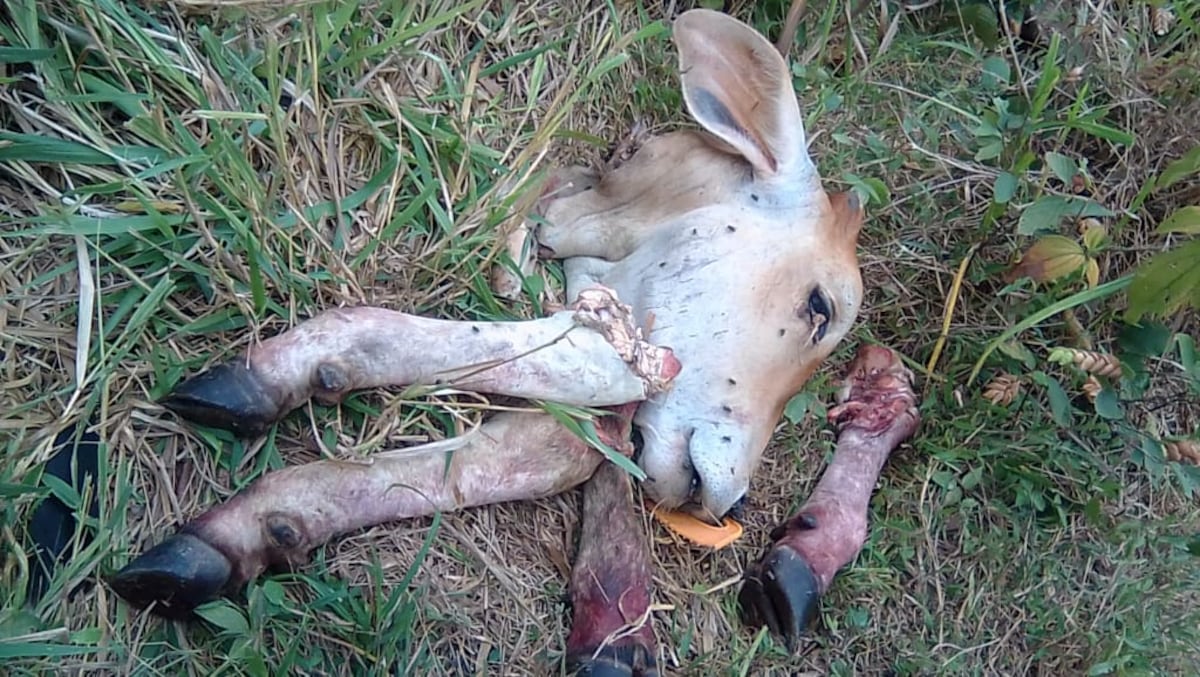 Cuatreros desatados en el Panamá Oeste. Ganaderos solicitan que tomen carta en el asunto