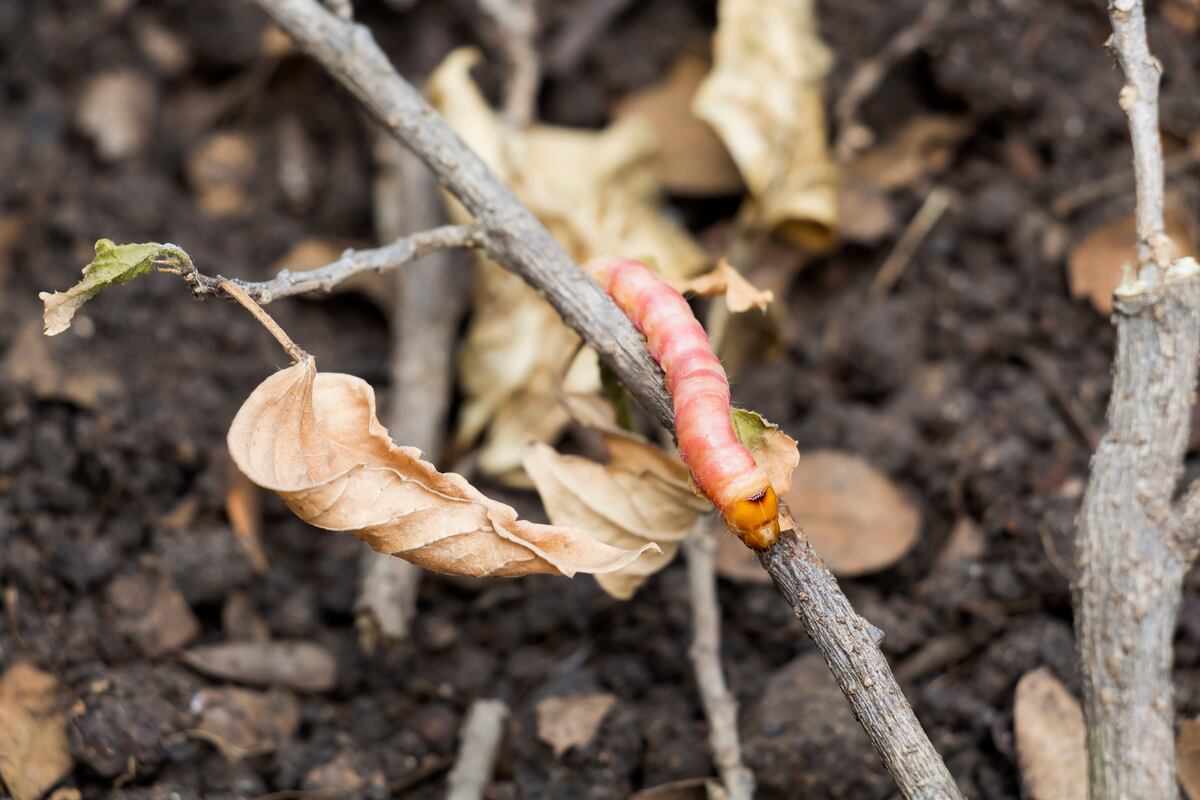 Aumentan los casos del gusano barrenador: Minsa confirma tres nuevos casos
