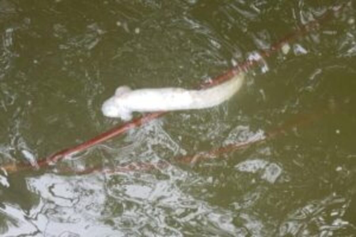 Residentes en Soná reportan mortandad de peces en río San Pablo