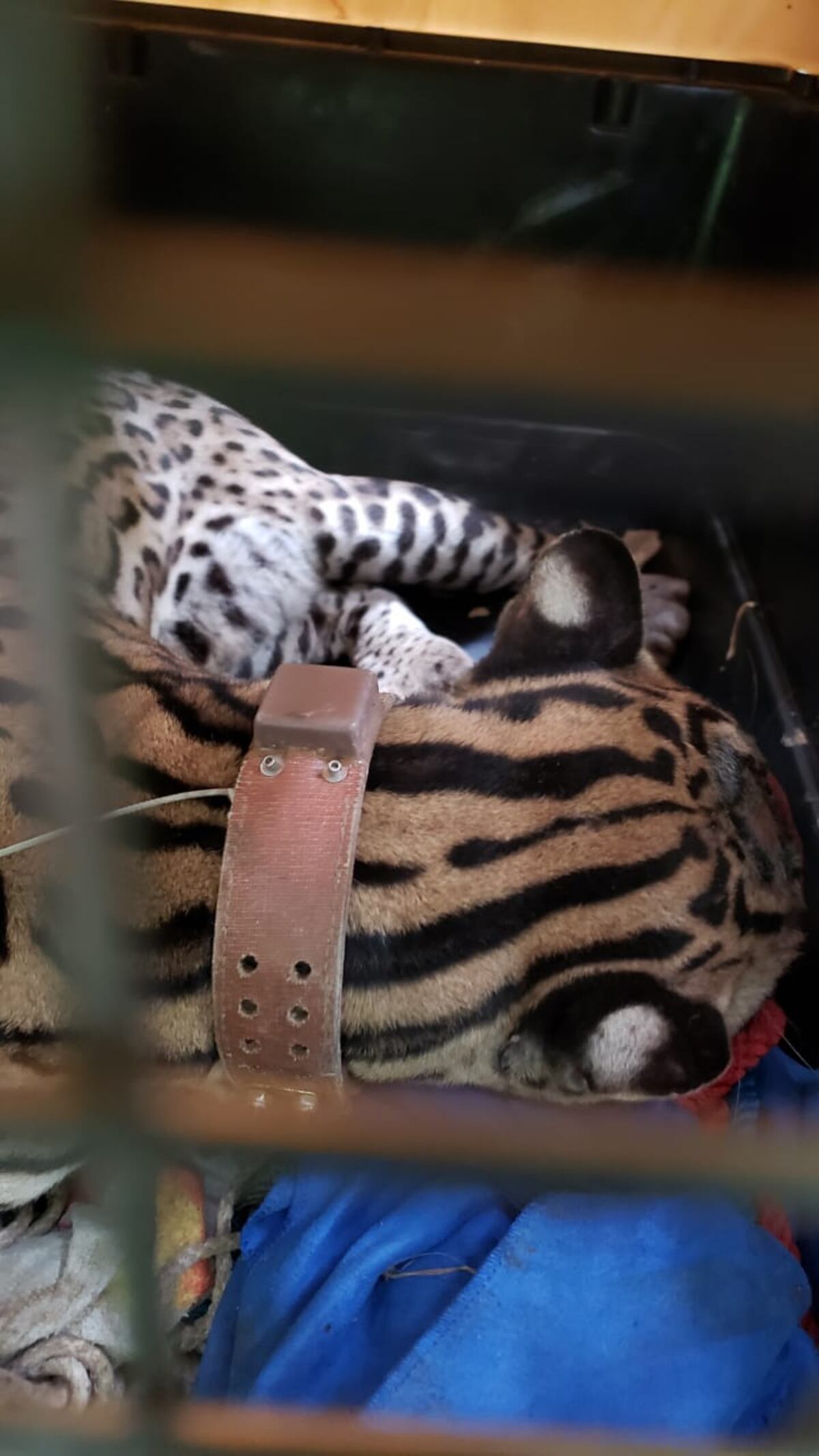 Triste. Muere Miguelito. Le fracturaron el cráneo. Lo atropellaron por Chilibre