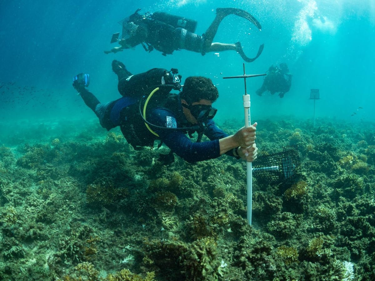 Coiba lidera encuentro clave contra especies invasoras en el Pacífico
