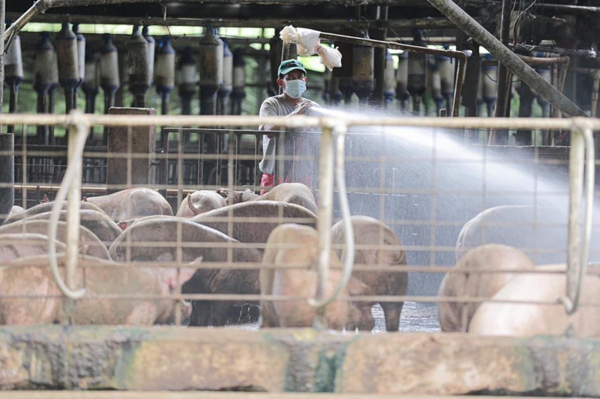 Industria porcina en Panamá se une para proteger a pequeños productores