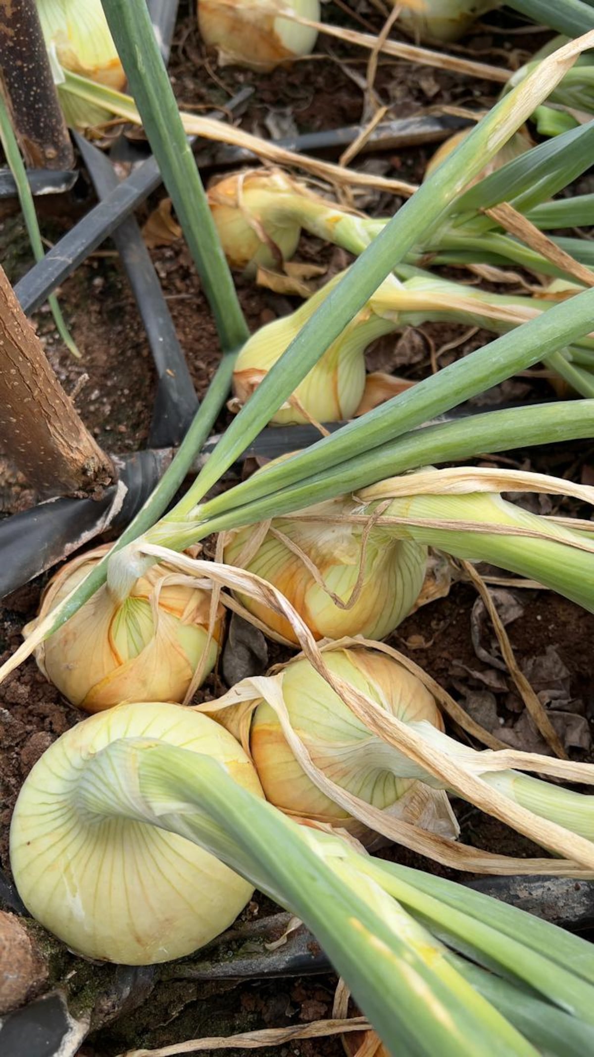 Productores de cebolla recibirán capacitación en Coclé y Los Santos