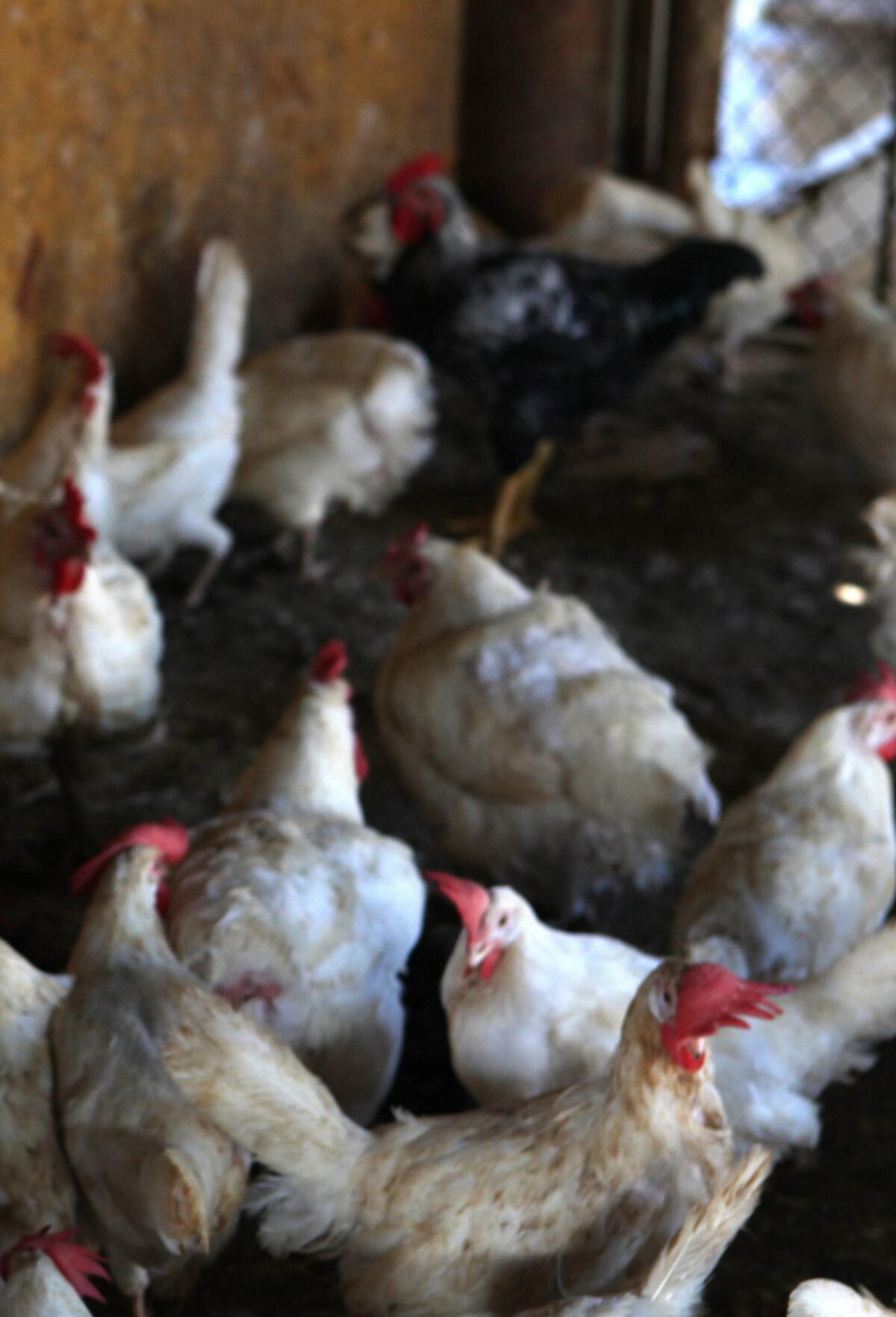 Sacrifican a más de 2 mil  aves en para evitar  propagación de la Influenza Aviar H5N1 o gripe aviar al norte de Veraguas