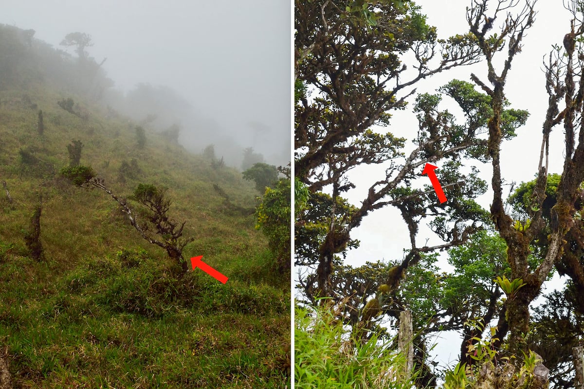 Descubren nuevo árbol en Panamá… y ya está en peligro crítico
