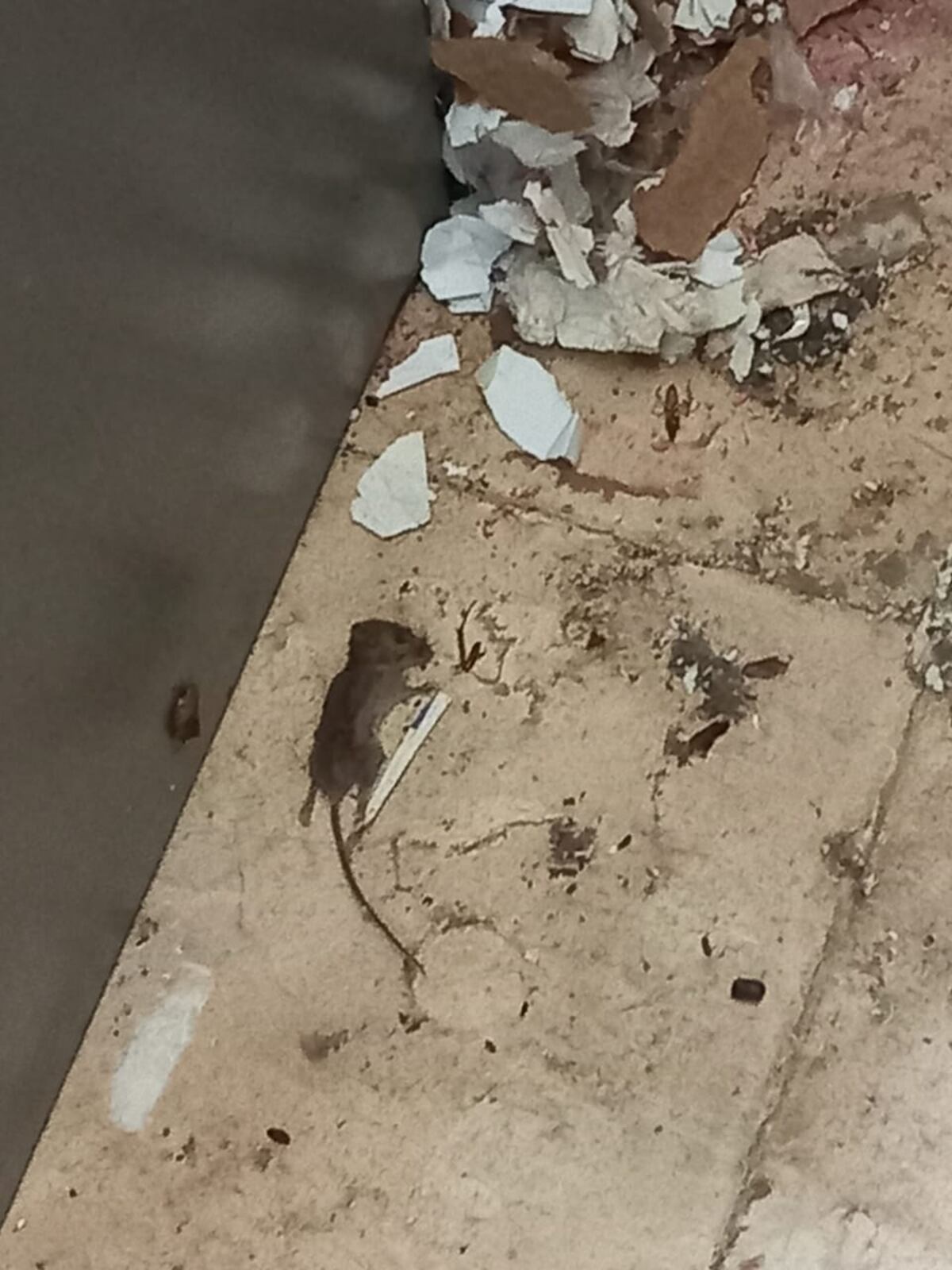 ‘Si no nos mata la covid, nos matan las ratas’. Roedores invaden  Centro de Salud de Puerto Caimito. Temen a otro virus, el hanta