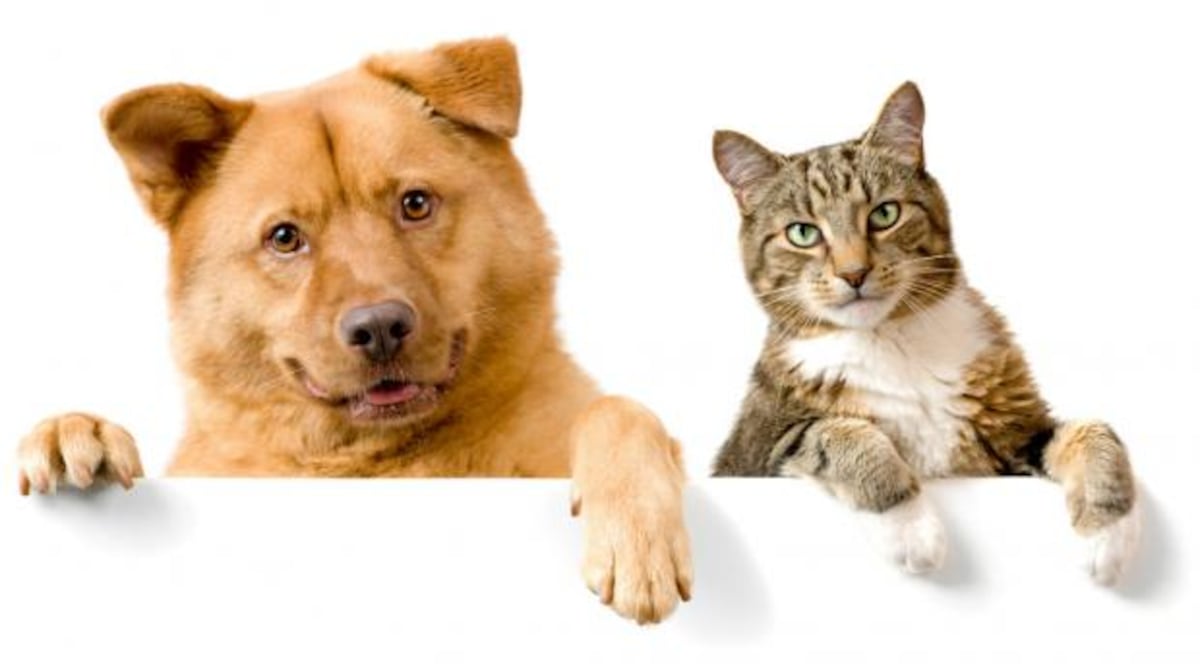 Pueblo Nuevo contará con un Hospital Veterinario para mediados del 2023