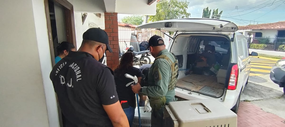 El ‘albergue’ donde los gatos maullaban de miedo: denuncian rituales satánicos y sacrificios nocturnos en Catolina Fundación. Dos colombianas detenidas