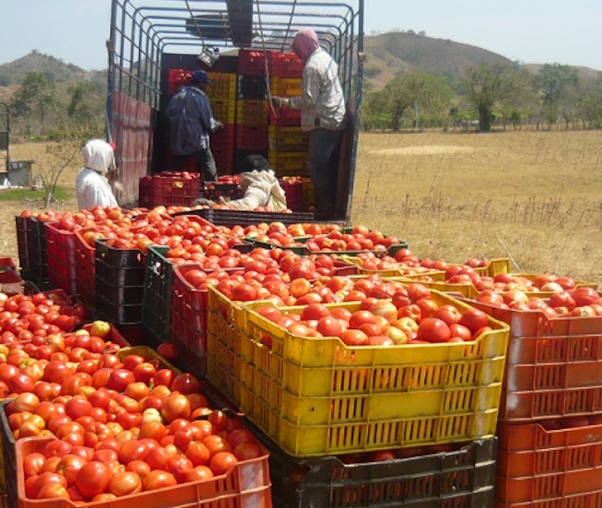 Agricultores de Renacimiento piden ayuda ante crisis por contrabando y malos caminos