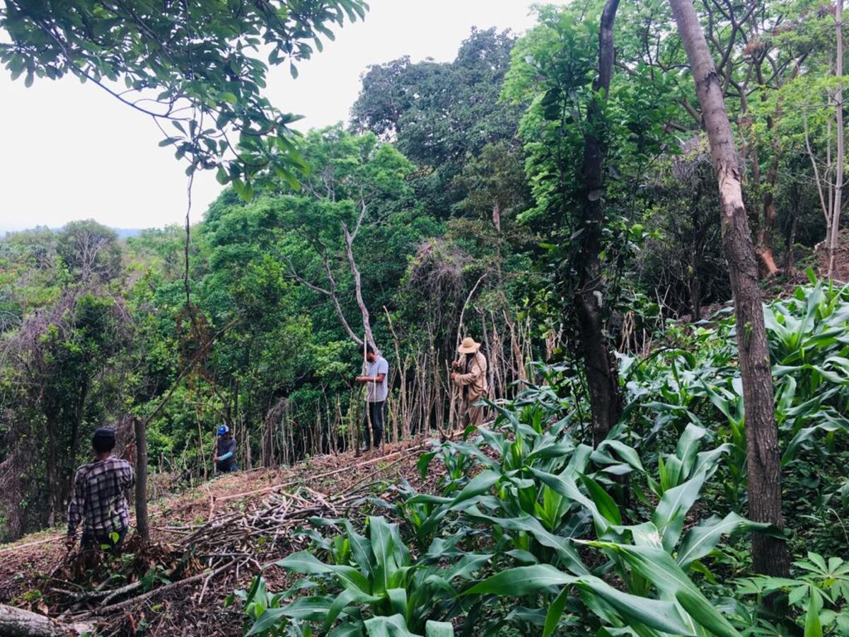 En Limón de Campana familias emprenden para subsistir ante la crisis por Covid-19