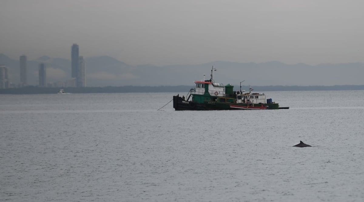Familia de delfines causan revuelo en la Calzada de Amador
