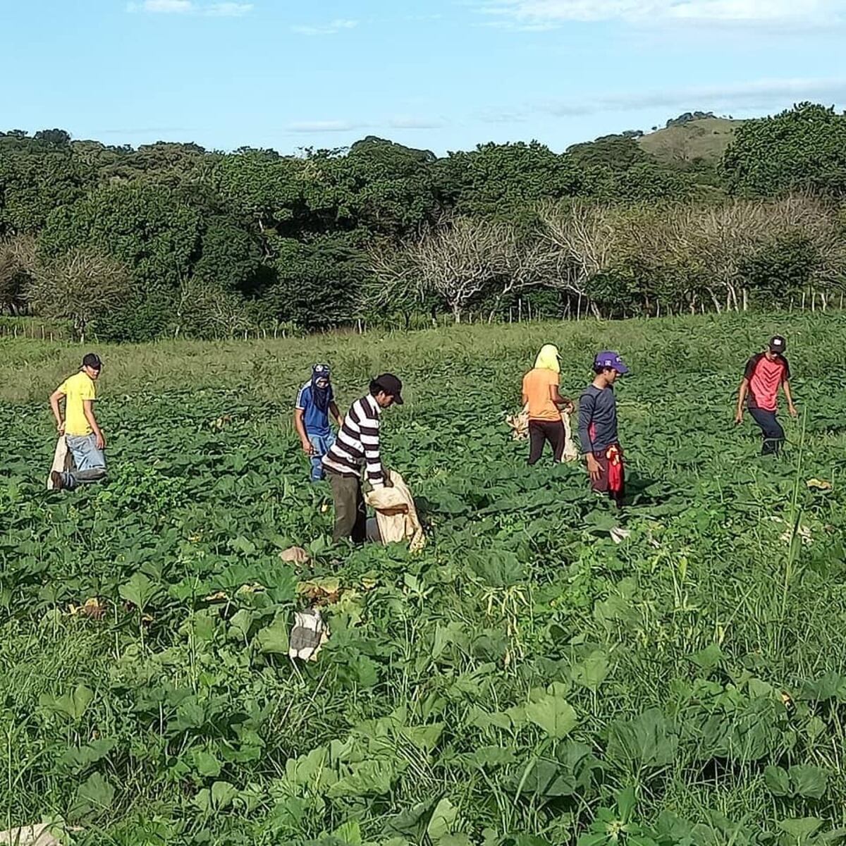 Empresa panameña exportará 120 contenedores de zapallo