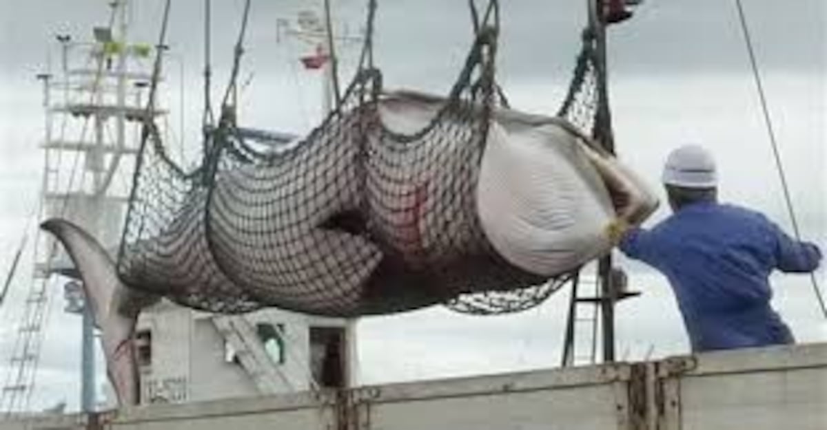 En Japón durante el verano cazaron unas 120 ballenas preñadas