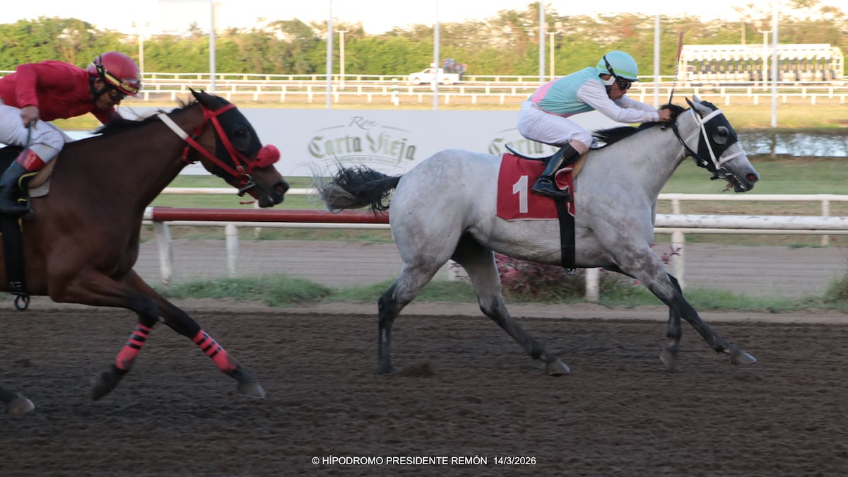 Jinetes y studs aprietan la lucha en la hípica panameña