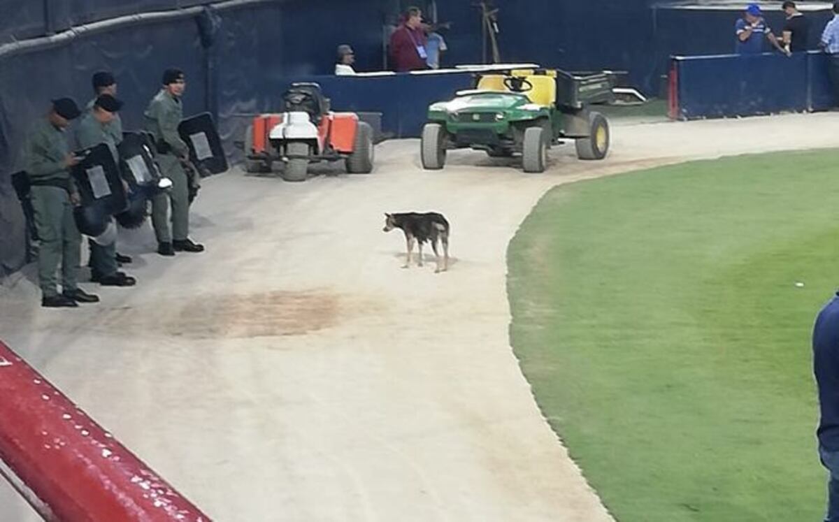 Firulay, la perra más famosa del Rod Carew, ahora tiene una nueva vida