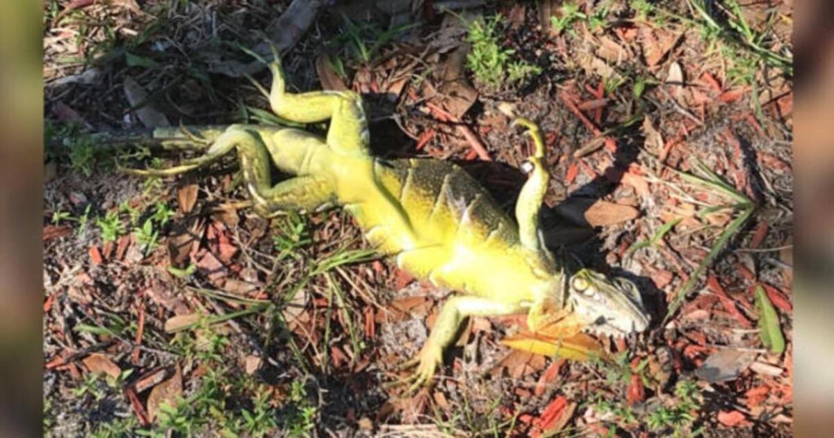 ¡OMG! Llueven iguanas congeladas en Florida | VIDEOS