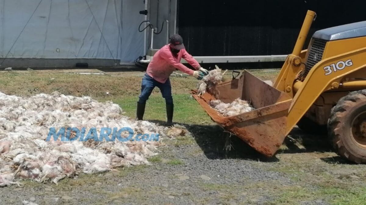 Mueren 80 mil pollos por apagón. Habrá proceso legal