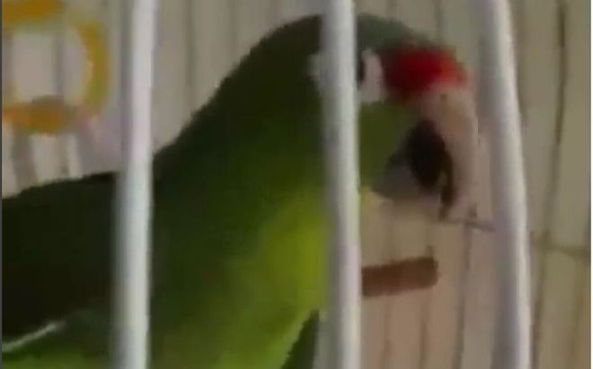 Tienen que oír al loro que le hace barra a Panamá | Video