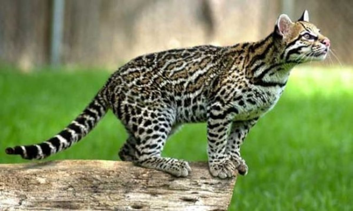 ¡TRISTE! Arrollan a ocelote en Veraguas. El animal está en peligro de extinción 