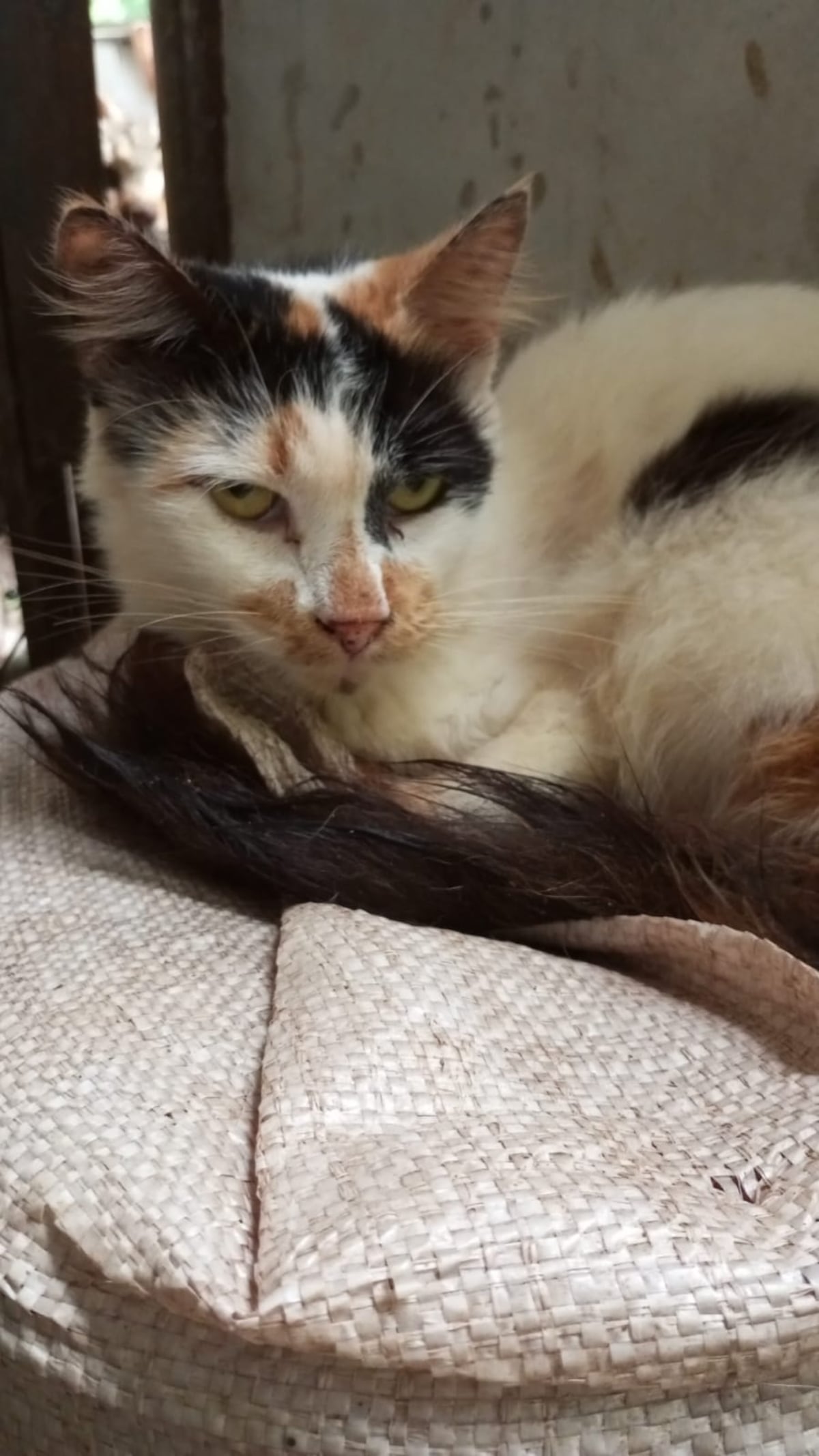 El ‘albergue’ donde los gatos maullaban de miedo: denuncian rituales satánicos y sacrificios nocturnos en Catolina Fundación. Dos colombianas detenidas