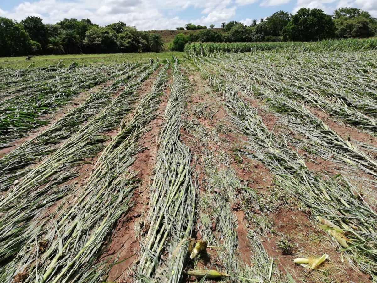 Productores de Calobre piden ayuda tras daños por inundaciones