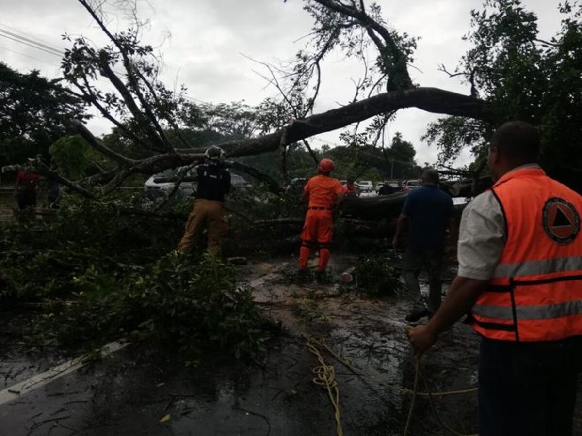 Árbol de gran tamaño colapsa en la vía Interamericana. El tranque fue descomunal