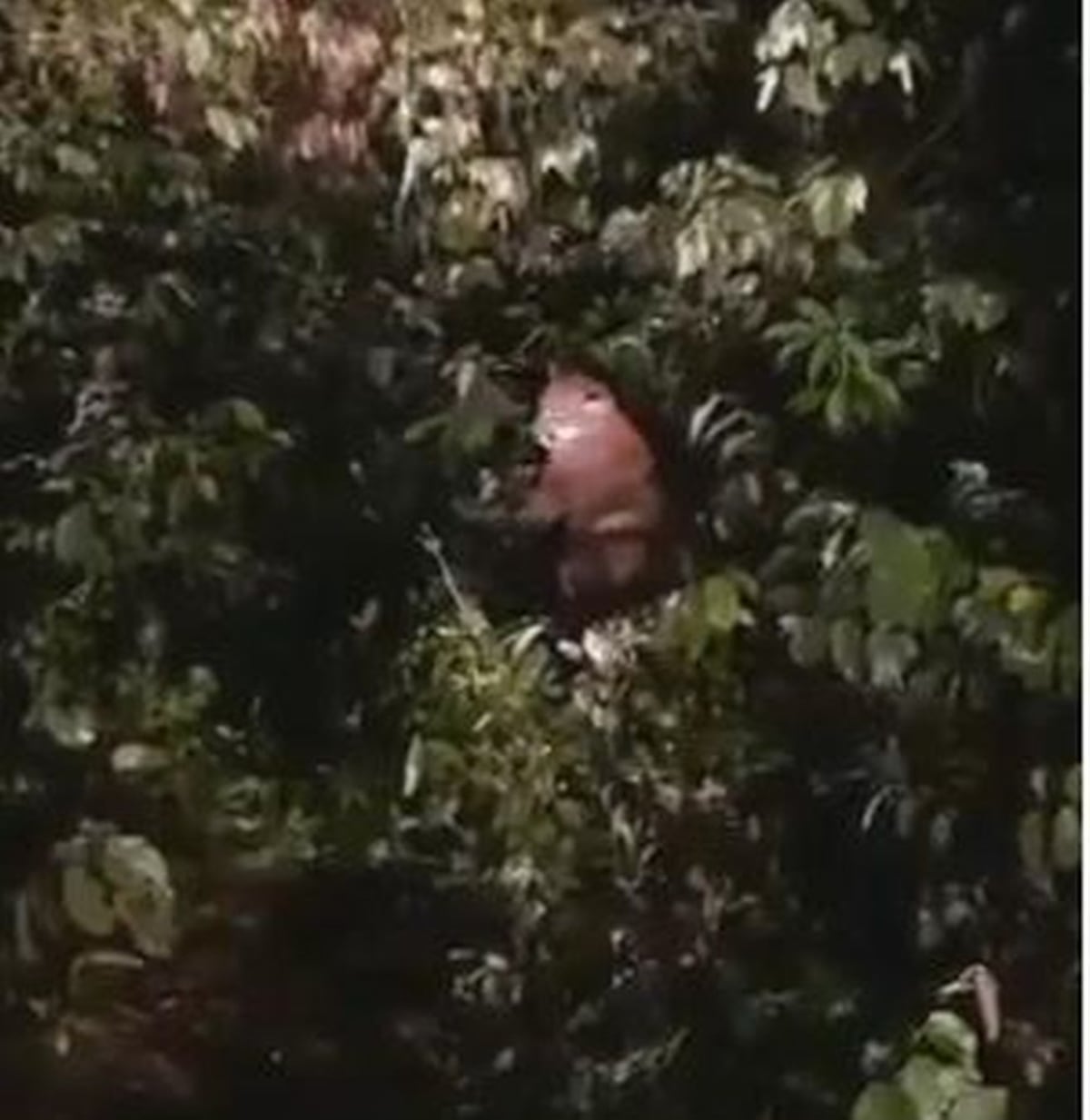 ¡Ay, madre! Puma se metió en residencia en Alcalde Díaz. Autoridades lo rescatan