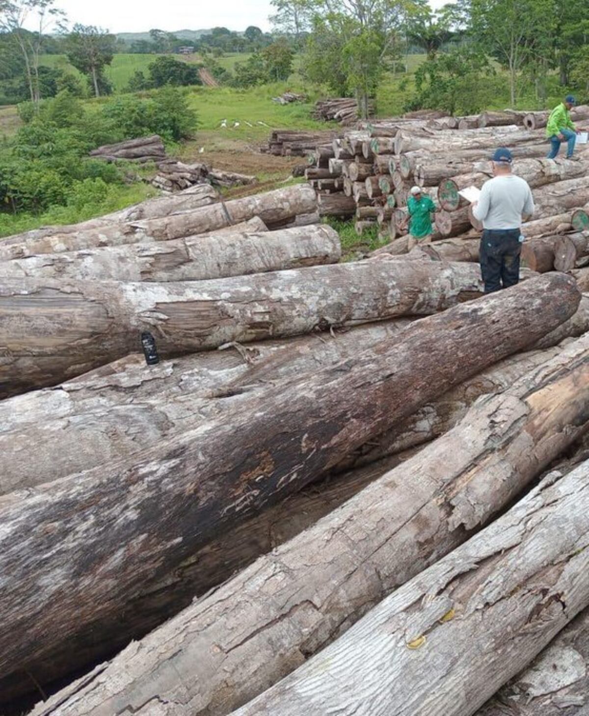 Tremenda tuquera ilegal es incautada por MiAmbiente en Darién listas para el tráfico