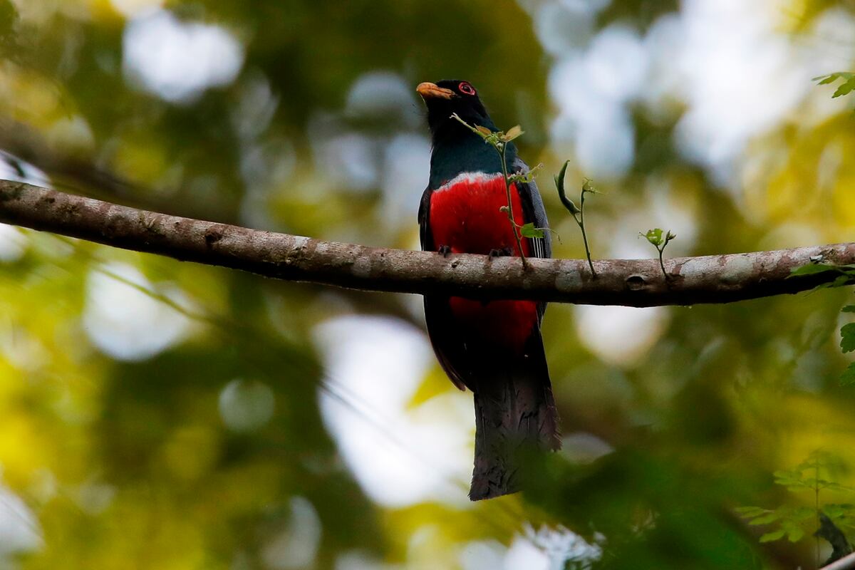 Panamá busca ser ‘líder’ en avistamiento de aves en Centroamérica