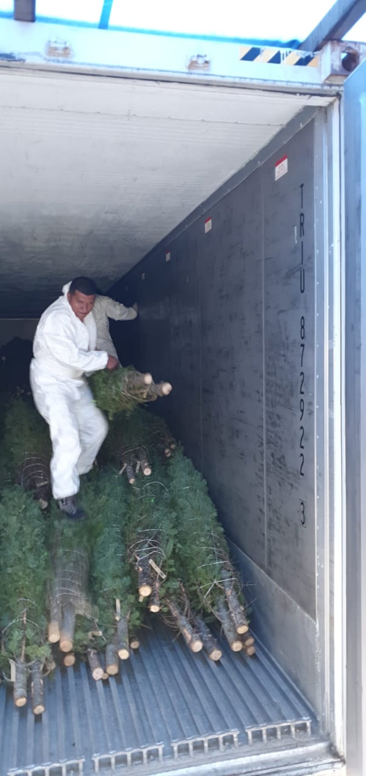 Llegan arbolitos de navidad para la venta procedentes de Canadá y Estados Unidos 