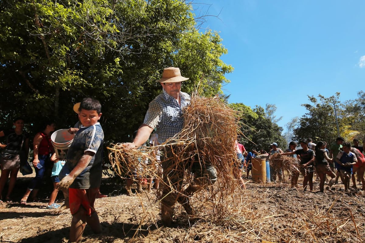 Tradición panameña a salvo: Casas de Quincha buscan ser reconocidas como Patrimonio Cultural por la Unesco
