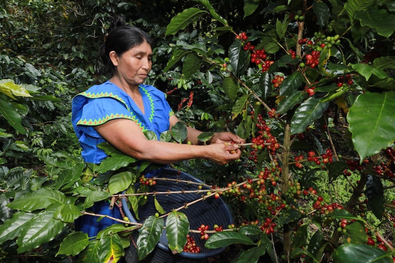 De cafetales a la universidad: la historia de Ilda que está cambiando el destino de sus hijos en la comarca