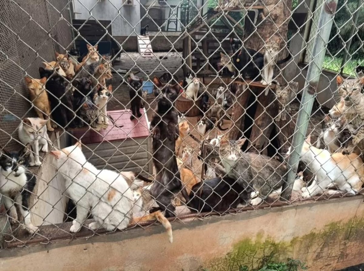 El ‘albergue’ donde los gatos maullaban de miedo: denuncian rituales satánicos y sacrificios nocturnos en Catolina Fundación. Dos colombianas detenidas