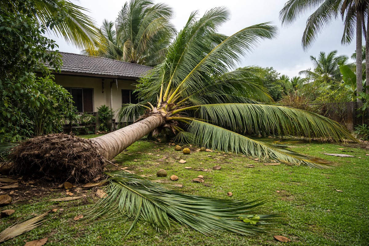 Palmera golpea a adulta mayor y provoca su muerte en Coclé