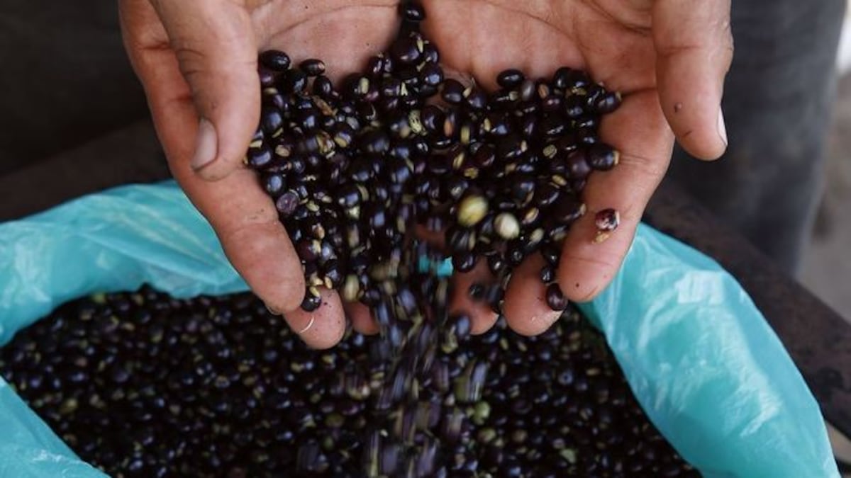 Vienen las fiestas y el guandú lo sabe: ‘$7 palitos la libra’