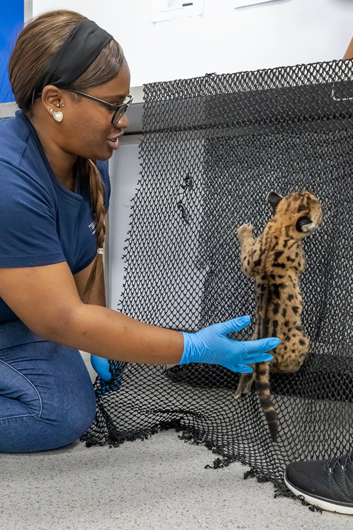 MiAMBIENTE atiende los primeros casos de fauna silvestre del año en su clínica veterinaria