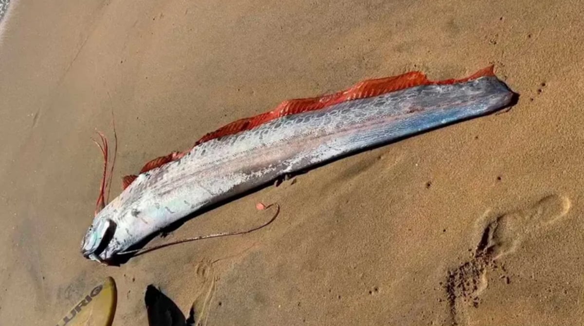 ¿Pez del juicio final? La aparición del pez remo en Baja California reaviva mitos de desastres naturales