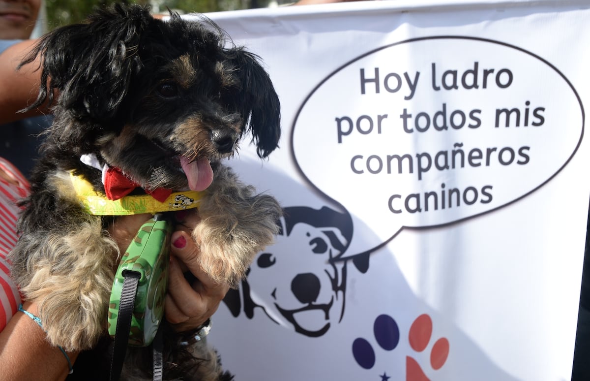 En pleno domingo se lanzan a la calle contra el maltrato animal. Video 