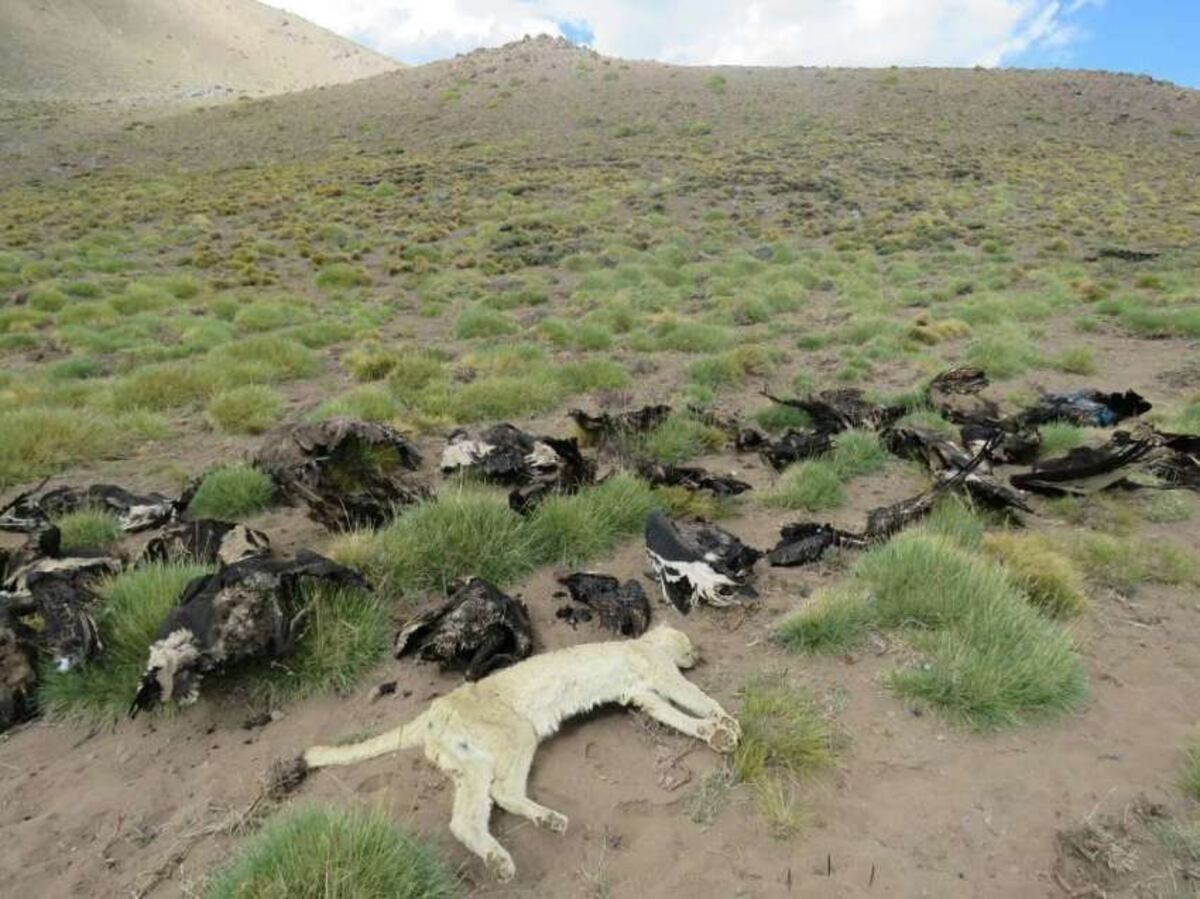 Una alerta ambiental se lanzó en Argentina luego de la muerte de cóndores