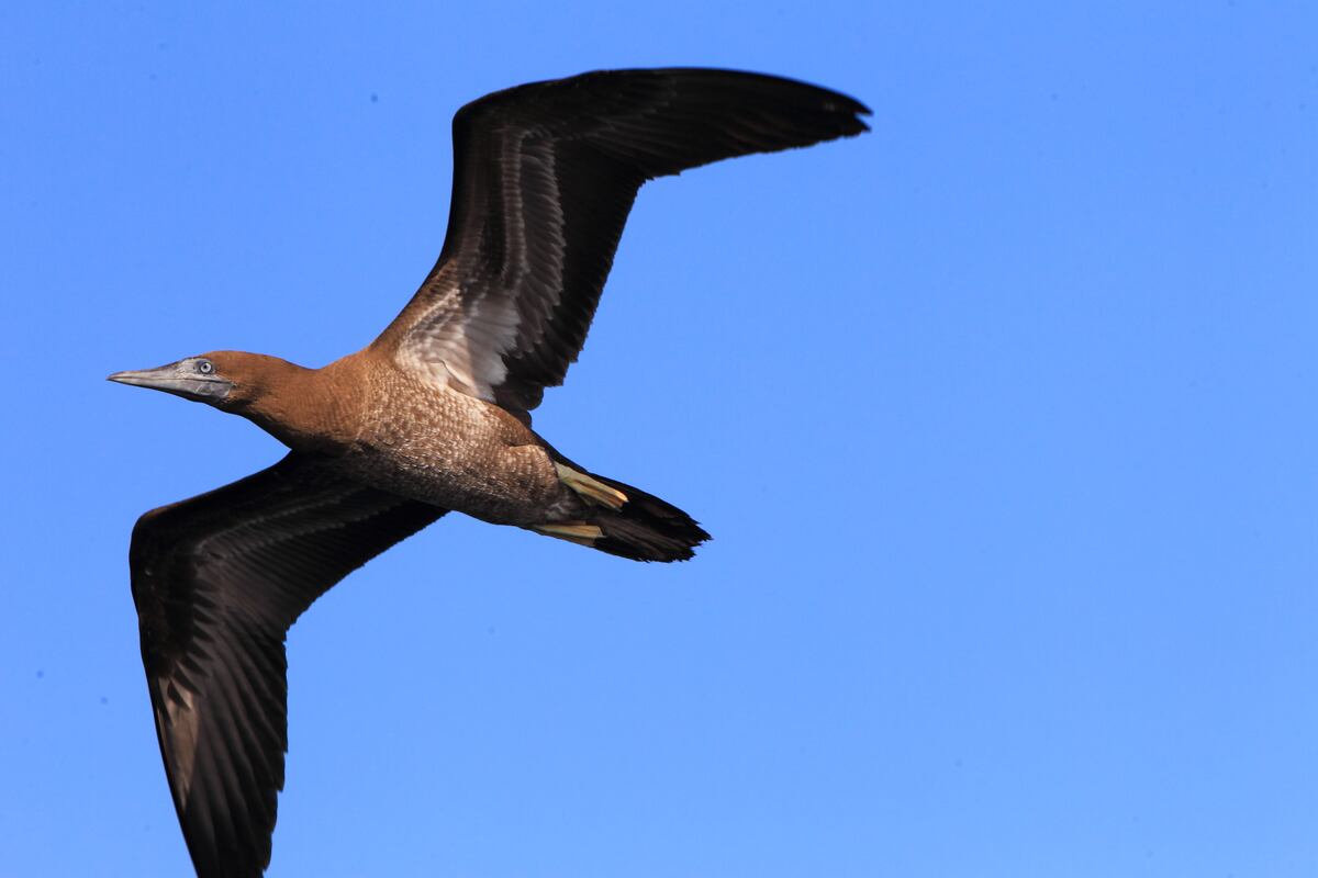 Surgen nuevas listas de verificación de aves de las islas Jicarón y Jicarita en el Parque Nacional Coiba +Fotos