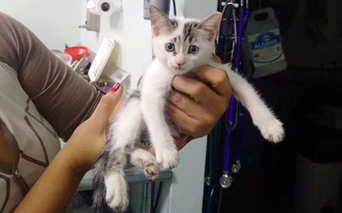 Evite que las pirotecnia afecte a las mascotas en estas fiestas de fin de año