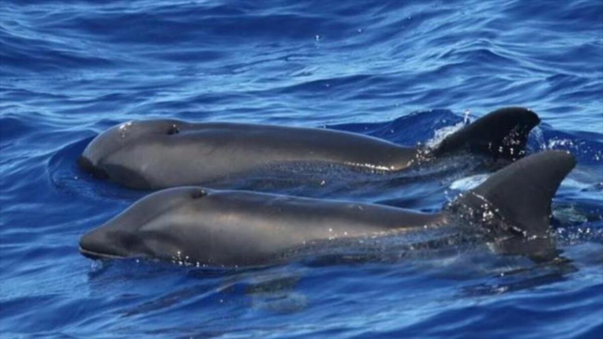 En Hawái descubren un raro delfín cruzado probablemente con ballena