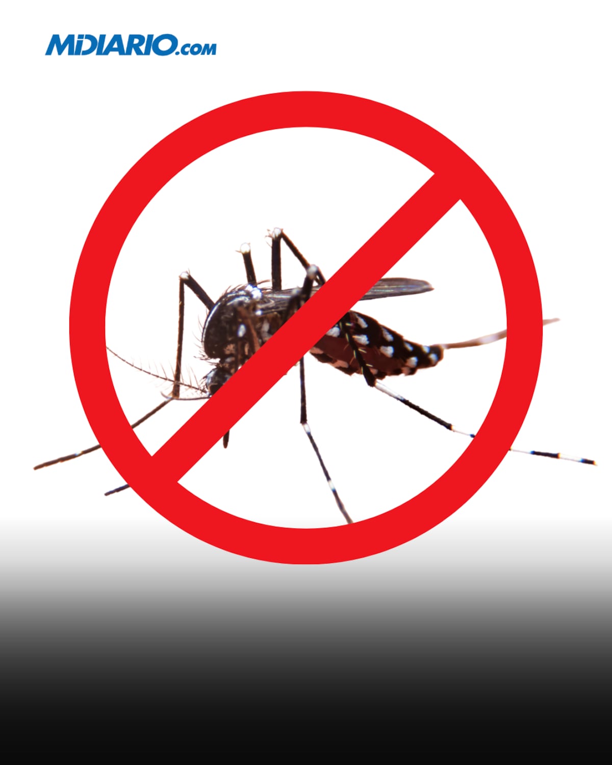 No le des chance al dengue: Estas son las medidas clave para evitar que el mosquito te gane la batalla