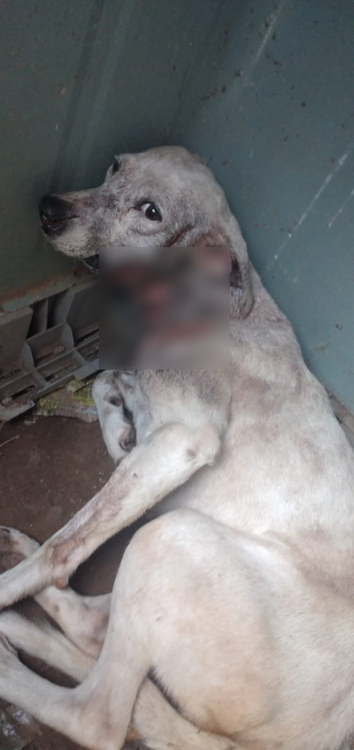 Ay, no. Acuchillan a dos perros en Alcalde Díaz