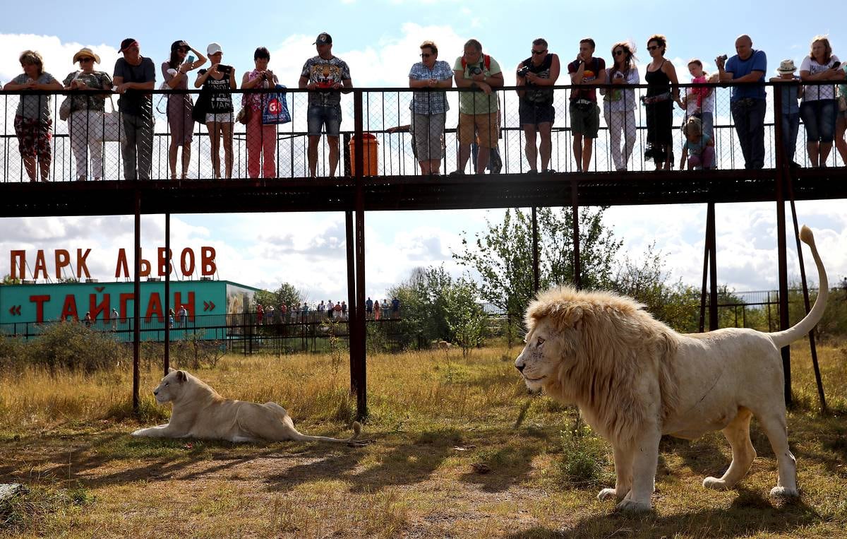 Cuidadora de zoológico muere tras ser atacada por leones