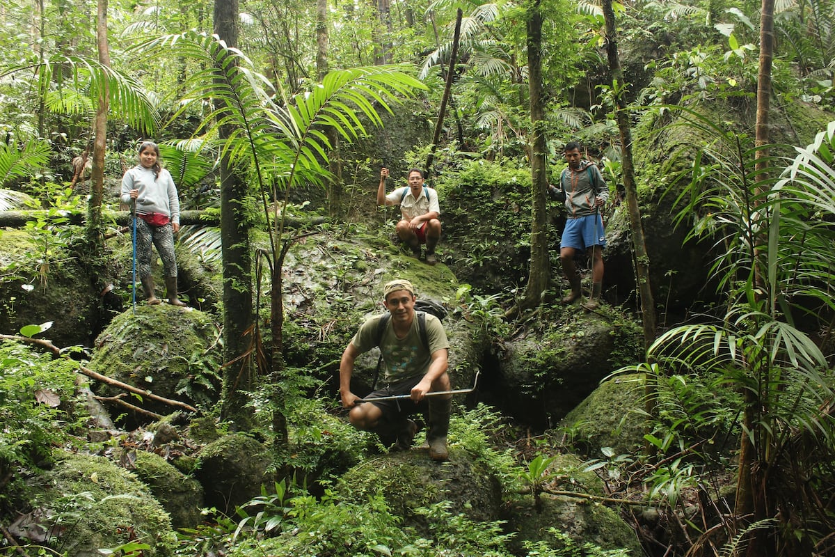 Nueva especie de rana en Panamá se llama ‘Pristimantis gretathunbergae sp. nov.’