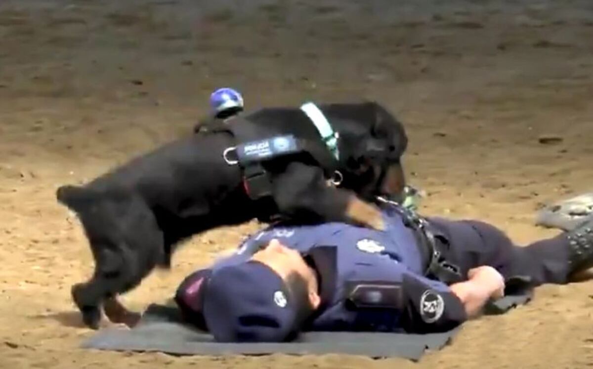 ¡No es broma! Perro español hizo una RCP | Video