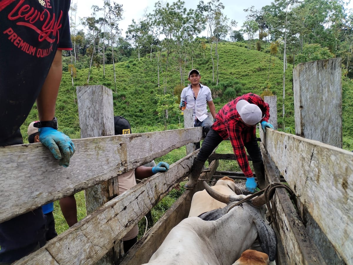 Técnicos del MIDA realizan pruebas y capturan murciélagos para proteger la ganadería en la Comarca Ngäbe-Buglé