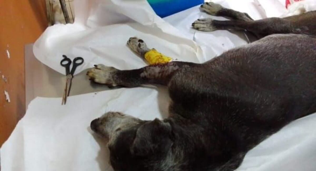 Pobre ‘Majadero’. El perro Policía recibió un tiro en una pata. Ya se recupera