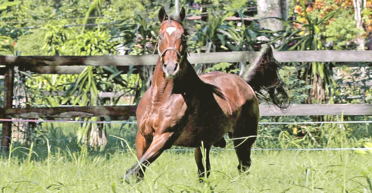 La “Cuna de Campeones” abre temporada en el Hipódromo Presidente Remón